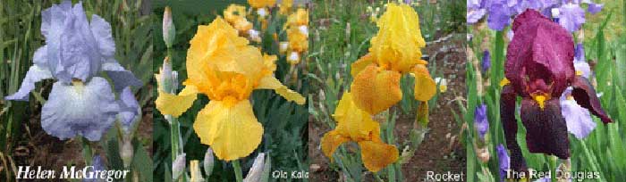 collage of historical irises